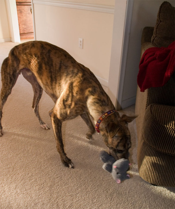Day 10-My new toy!