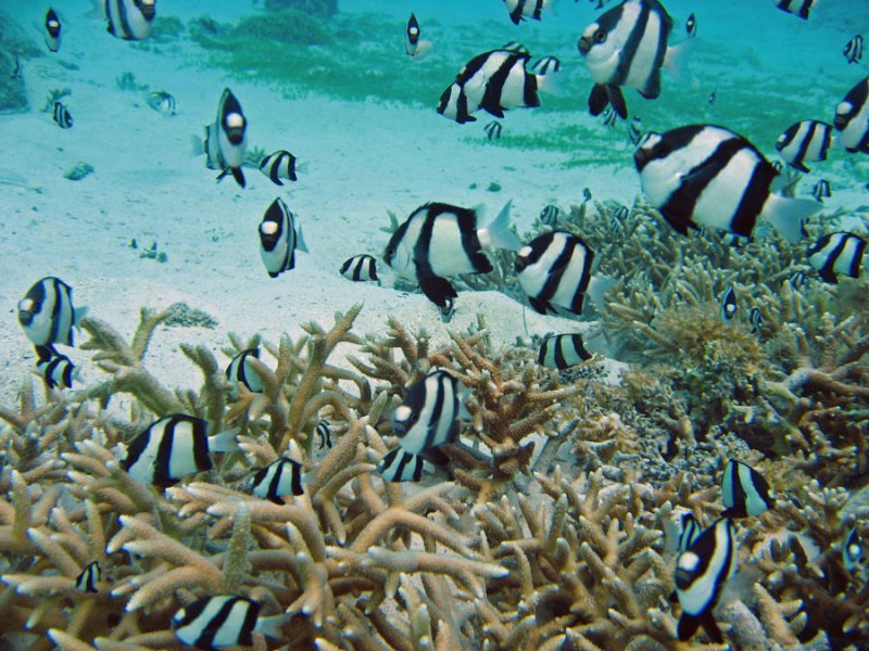 Underwater3