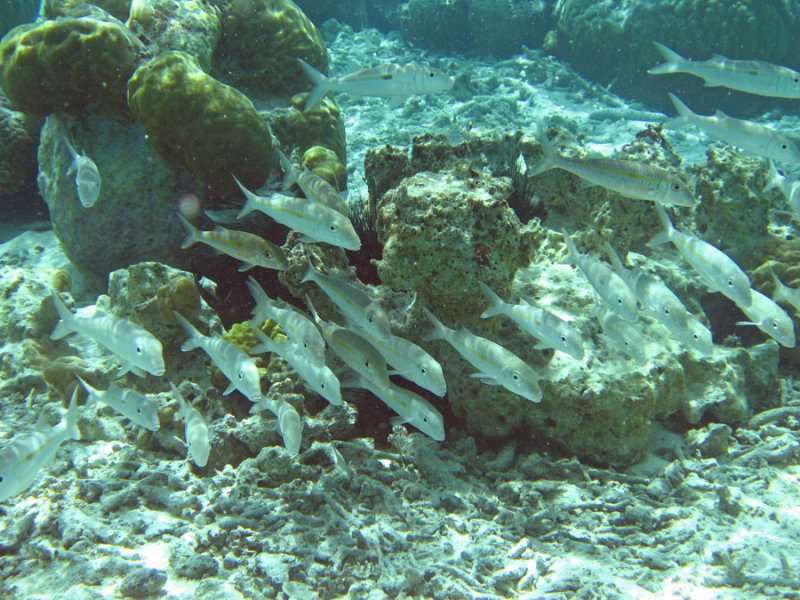 Underwater10