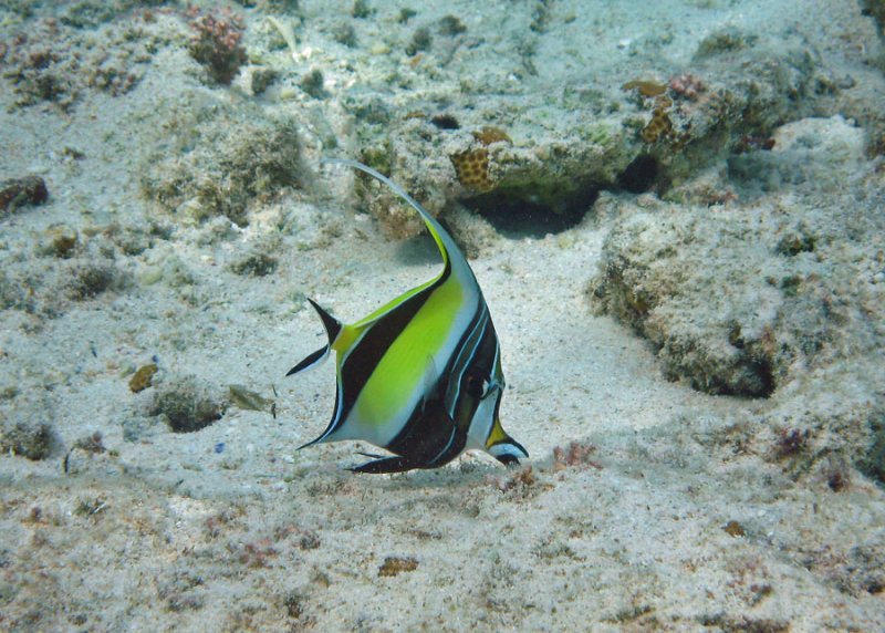 Moorish Idol