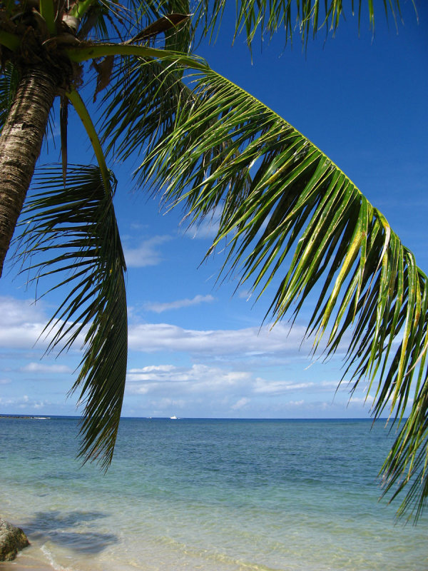 Palm1