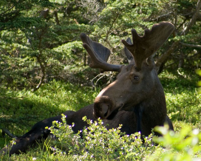 Afternoon rest....