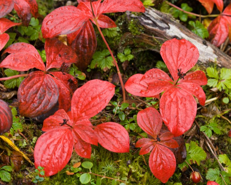 Autumn color