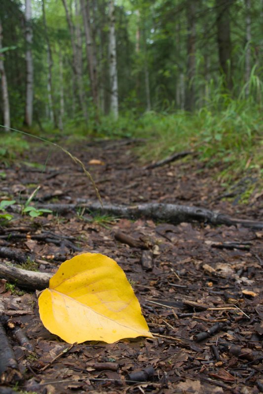 Fallen leaf
