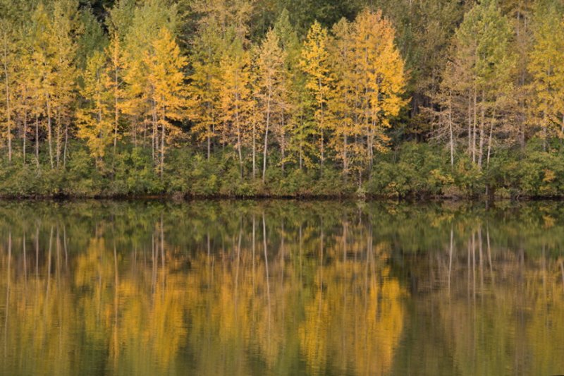 Pond reflections