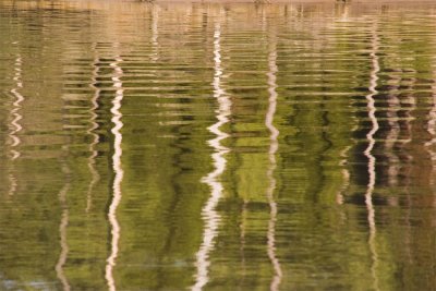 Dancing reflections
