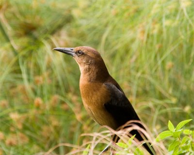 Grackle