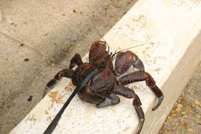 Coconut crab2