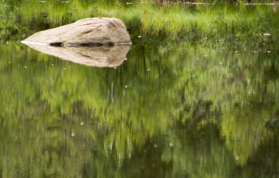 Pond Reflections