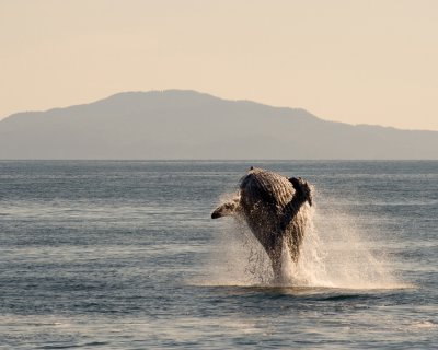 Breach!