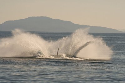 Splash!