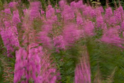 Fireweed Impressions