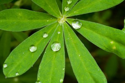 Lupine Flower