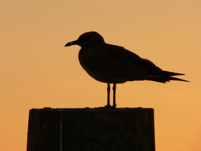 Gull at Sunrise - Chinctoteague, VA