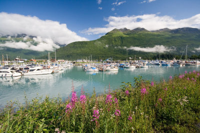 Small Boat Harbor and Fireweed - Valdez, AK