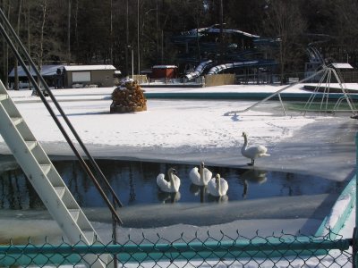 Knoebels14.jpg