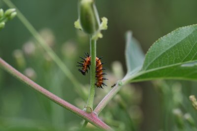gulf fritillary caterpillar