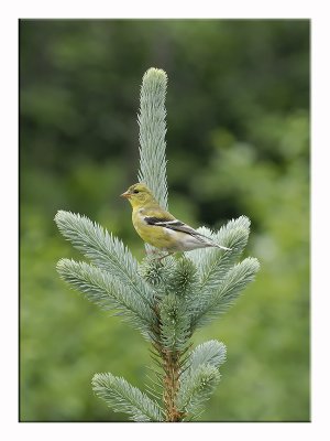 Female Gold Finch1.jpg