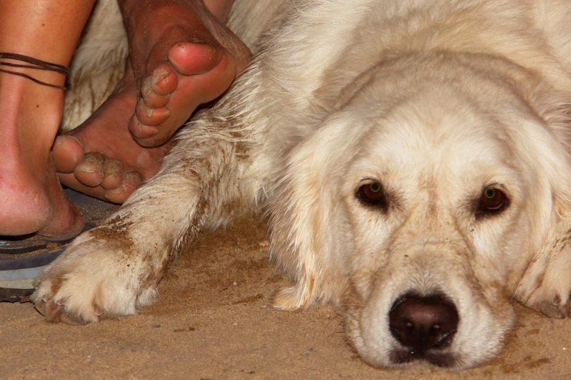 Tired after a day surfing with its humans