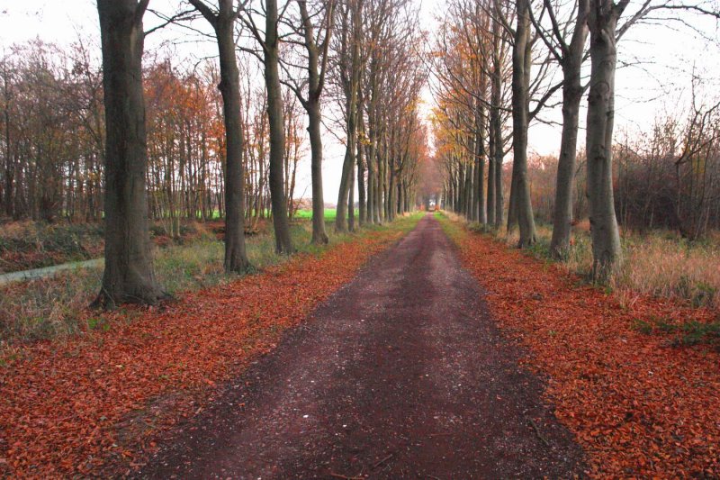 November pathway