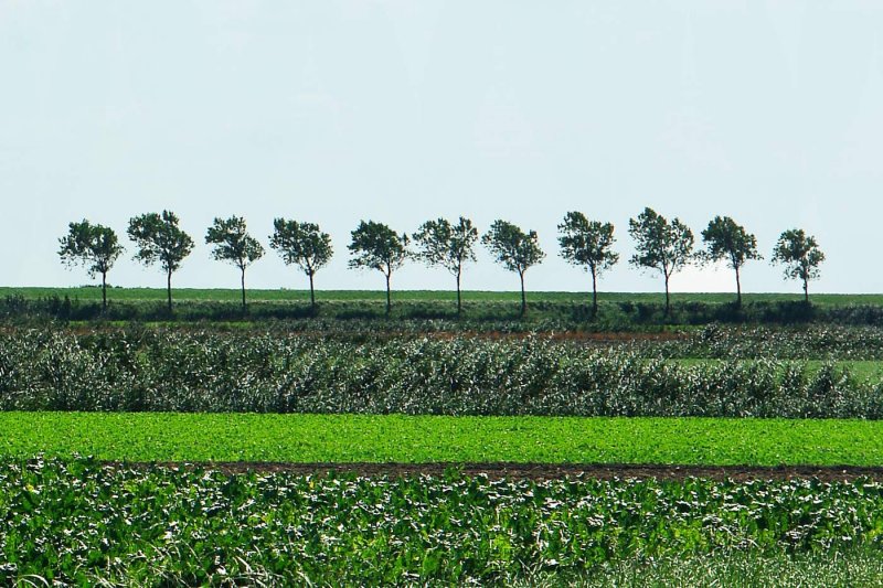 August in Holland