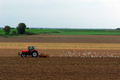 Gulls chasing