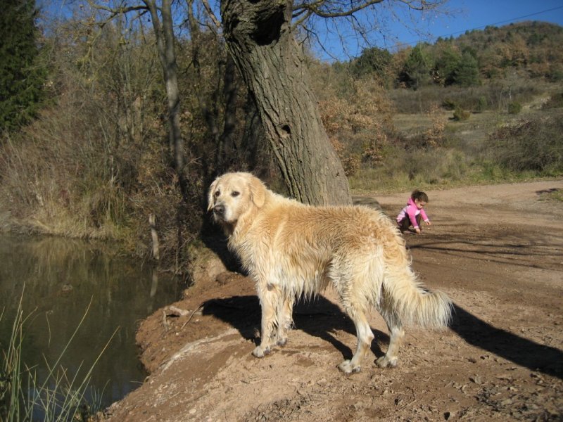 GOLDEN RETRIEVER BARCELONA