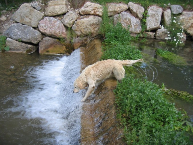 GOLDEN RETRIEVER BARCELONA