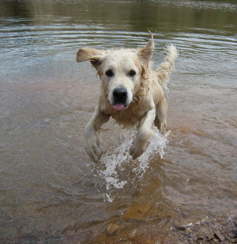 GOLDEN RETRIEVER BARCELONA