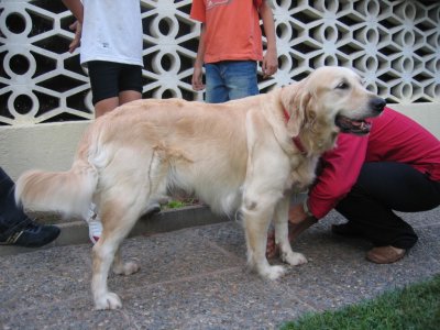 GOLDEN RETRIEVER CACHORROS