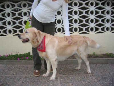 GOLDEN RETRIEVER CACHORROS