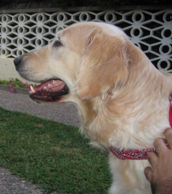 GOLDEN RETRIEVER CACHORROS