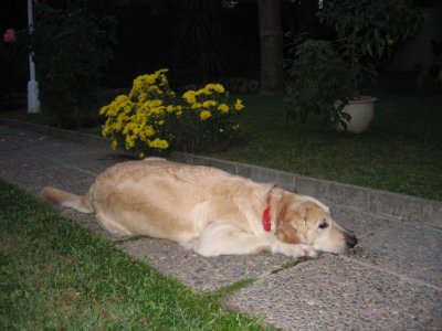 GOLDEN RETRIEVER CACHORROS