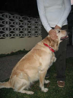 GOLDEN RETRIEVER CACHORROS