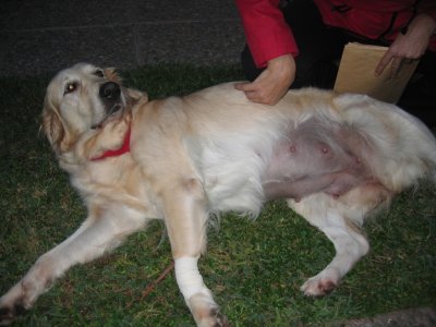 GOLDEN RETRIEVER CACHORROS