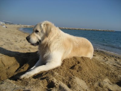 GOLDEN RETRIEVER BARCELONA