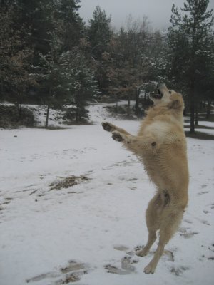 GOLDEN RETRIEVER JUGANDO