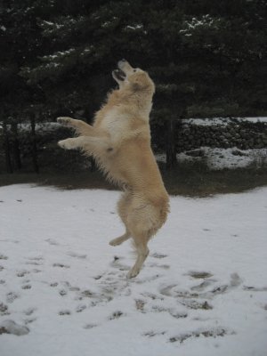 GOLDEN RETRIEVER JUGANDO