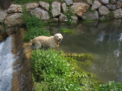 GOLDEN RETRIEVER BARCELONA