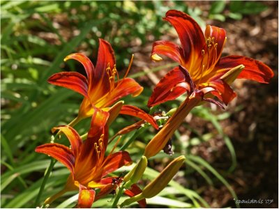 WE'RE DAY LILIES . . . . YOU ?