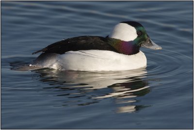Bufflehead