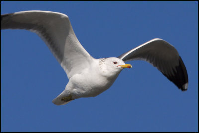 California Gull
