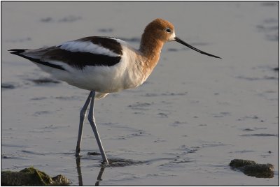 Recurvirostridae : Avocets and Stilts