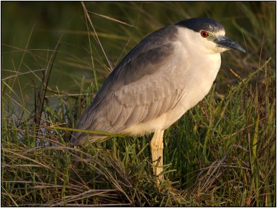 Black-crowned Night Heron