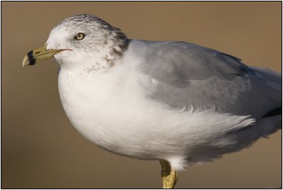 CRW_7366.jpg