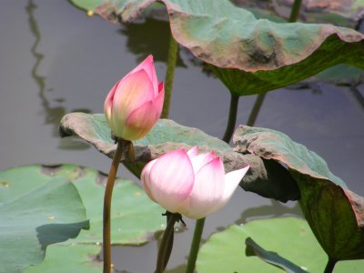 Lotus