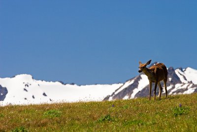 deer.jpg