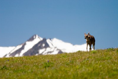 deer 2.jpg