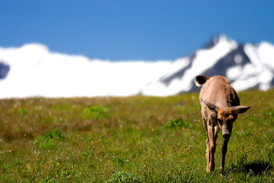deer 3.jpg