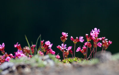 Wild Flowers.jpg